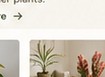 Tahani Plants Instagram image