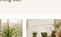 Tahani Plants Instagram image