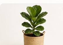 Ficus Lyrata (Fiddle Leaf Fig)