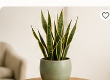 Sansevieria Laurentii