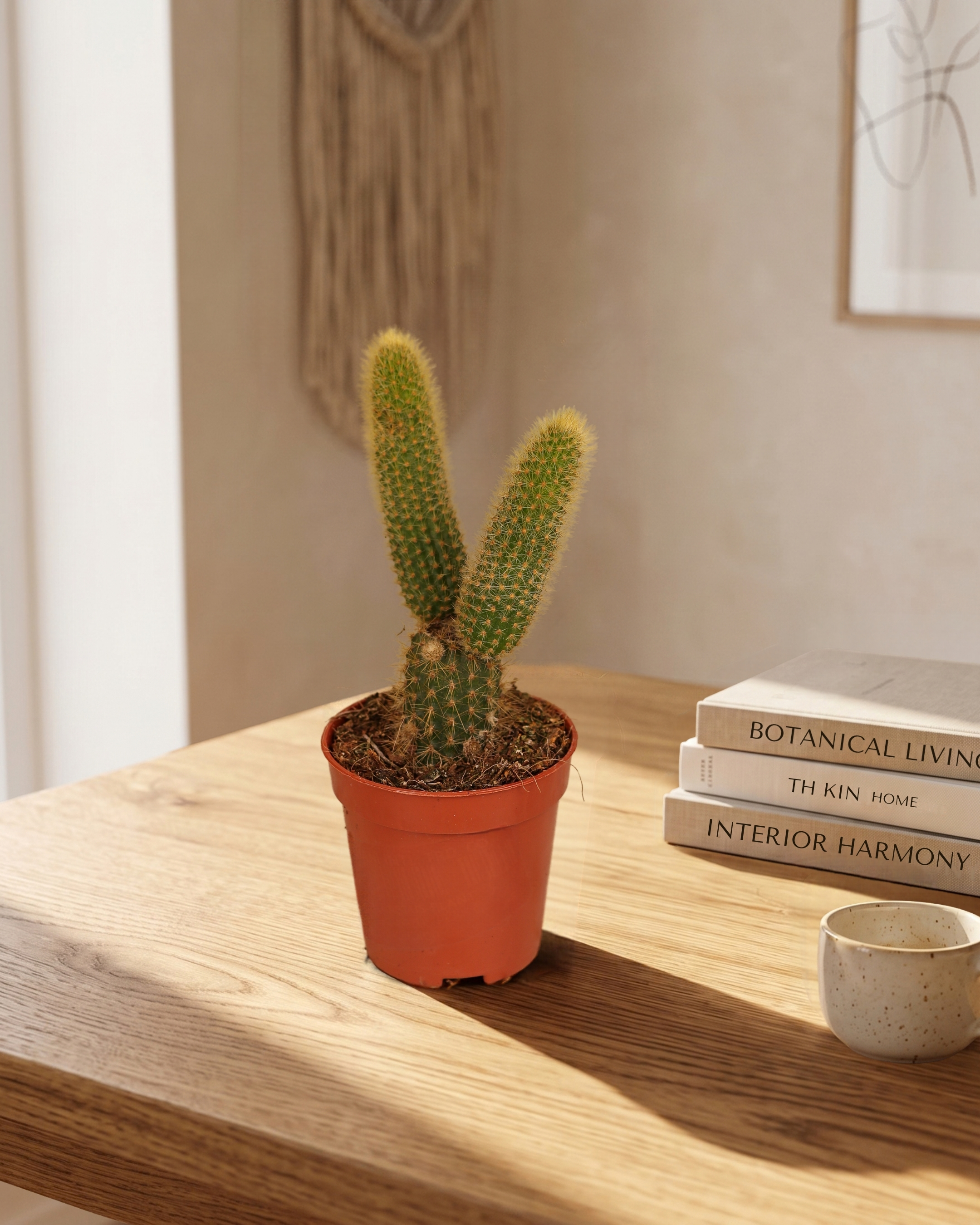 Cleistocactus Winteri