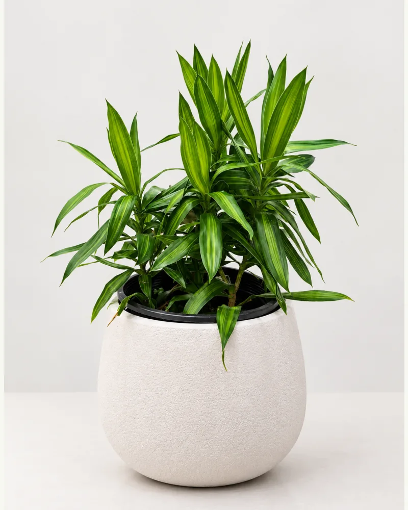 Dracaena Jamica Green With Pot