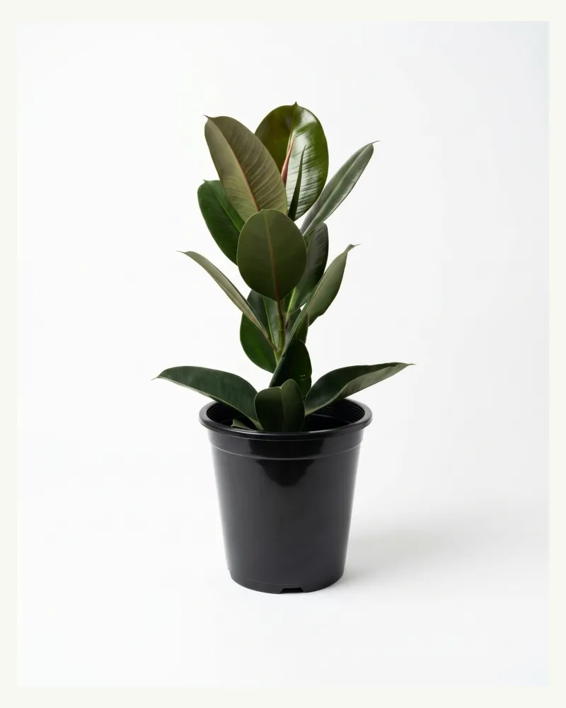 Rubber Plant