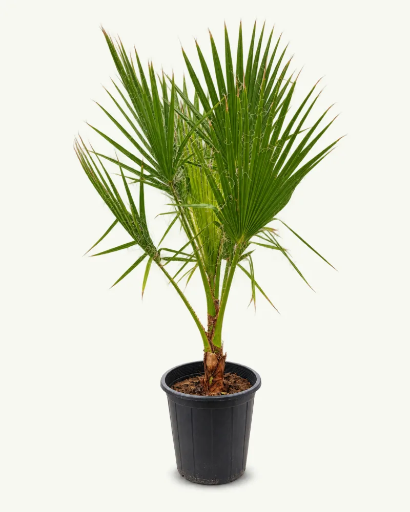 Washingtonia Palm