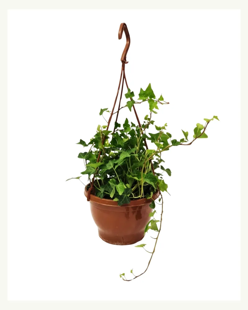 Hedera Helix with Brown Pot