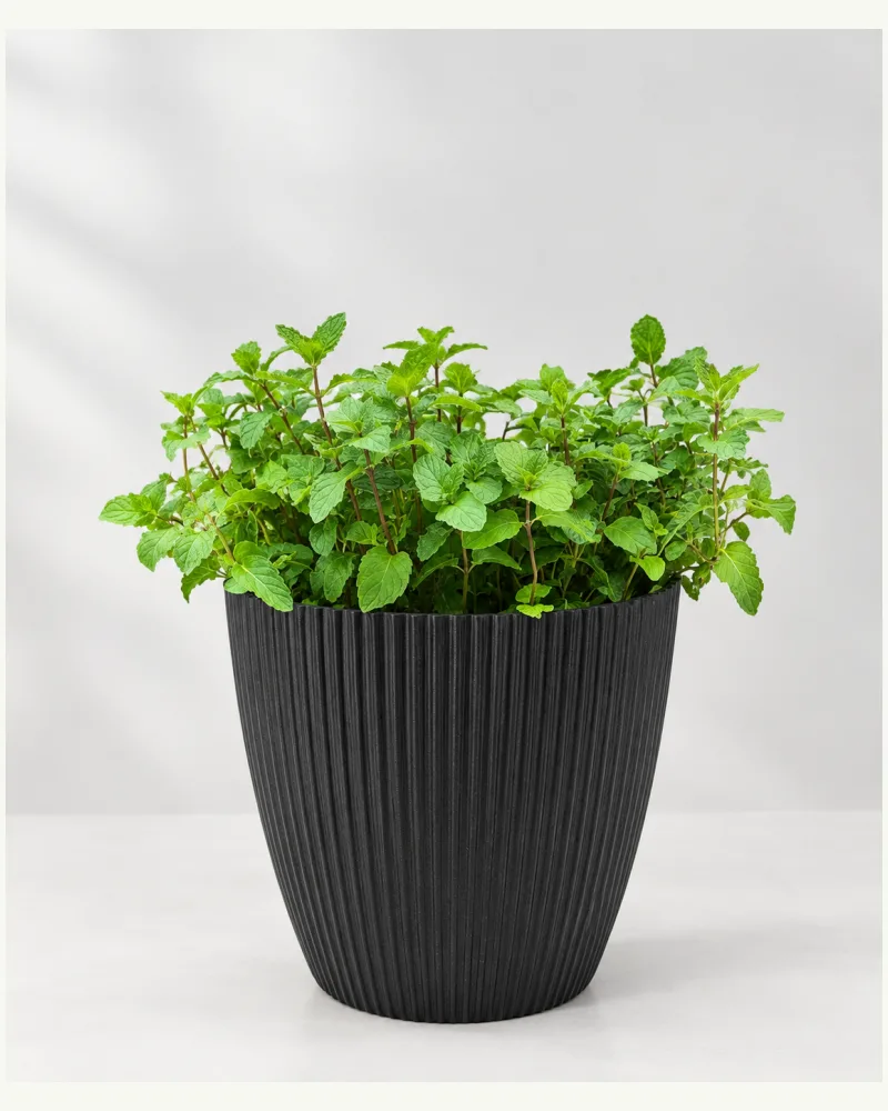 Pudina | Mint With Pot