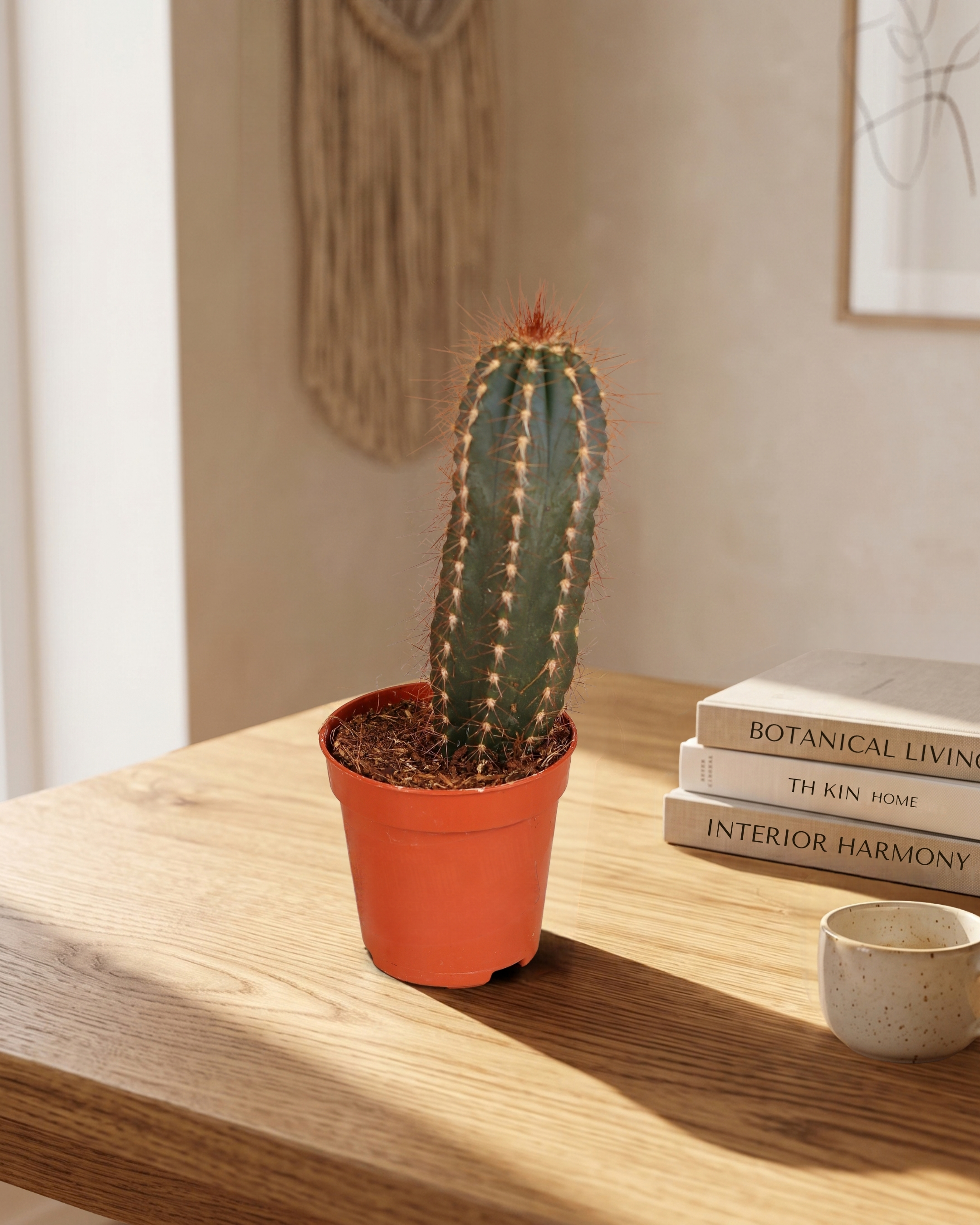 Cactus - Pilosocereus