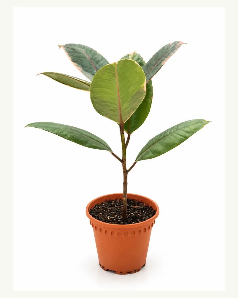 Ficus Elastica Rubv