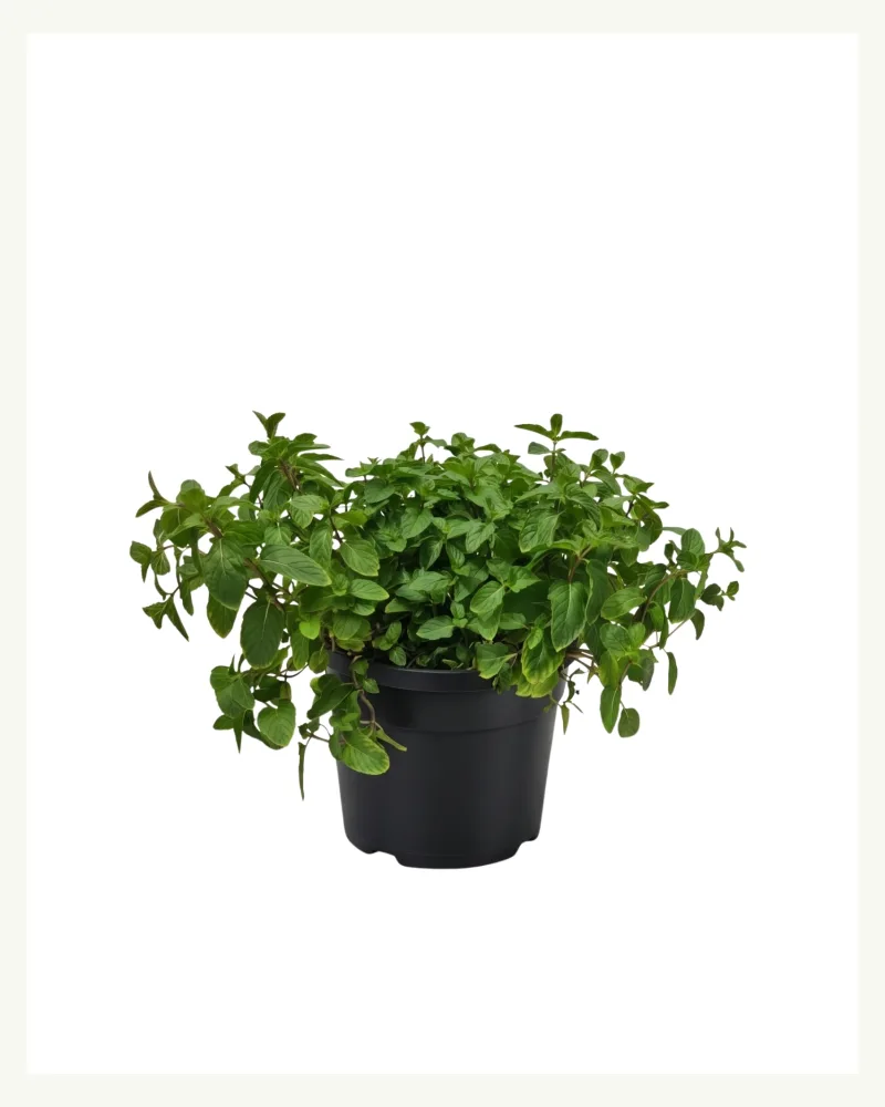 Pudina | Mint