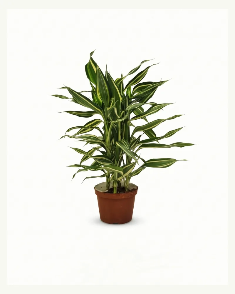 Dracaena Sanderiana Gold 5stems