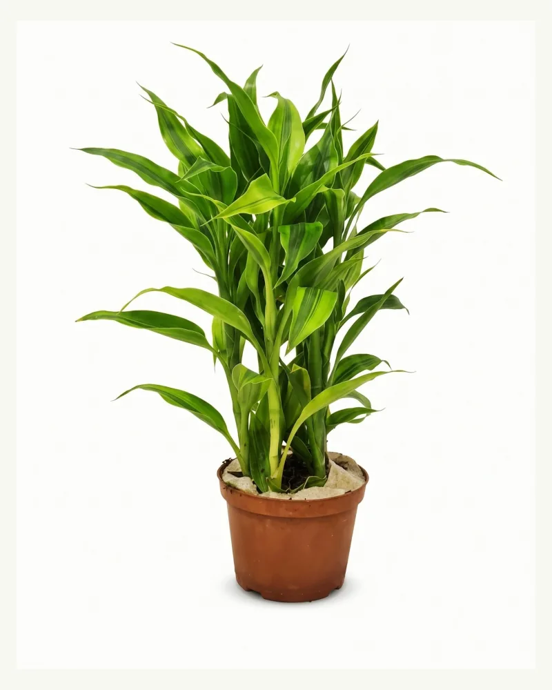 Dracaena Sanderiana 5stem