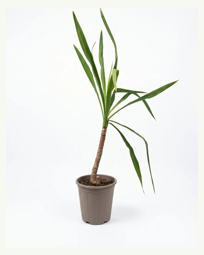 Yucca Elephantipes