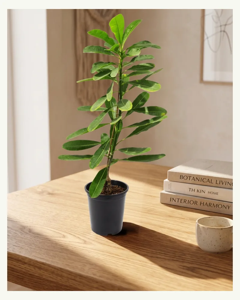 Plumeria Champa