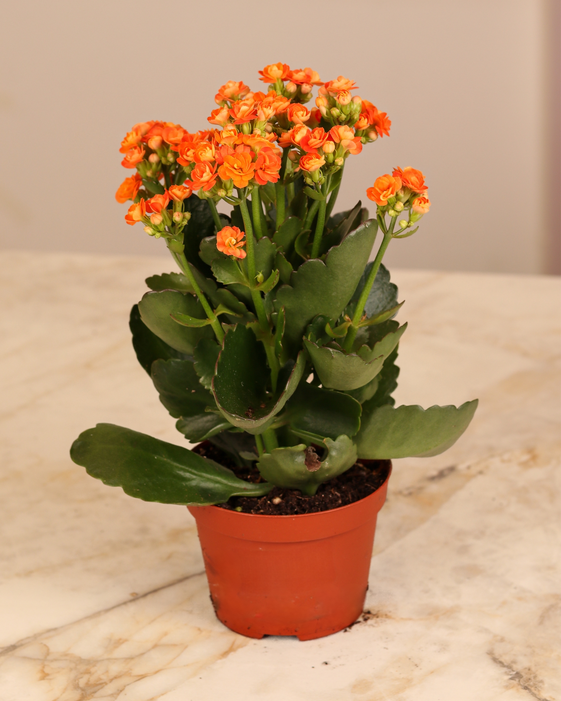Kalanchoe