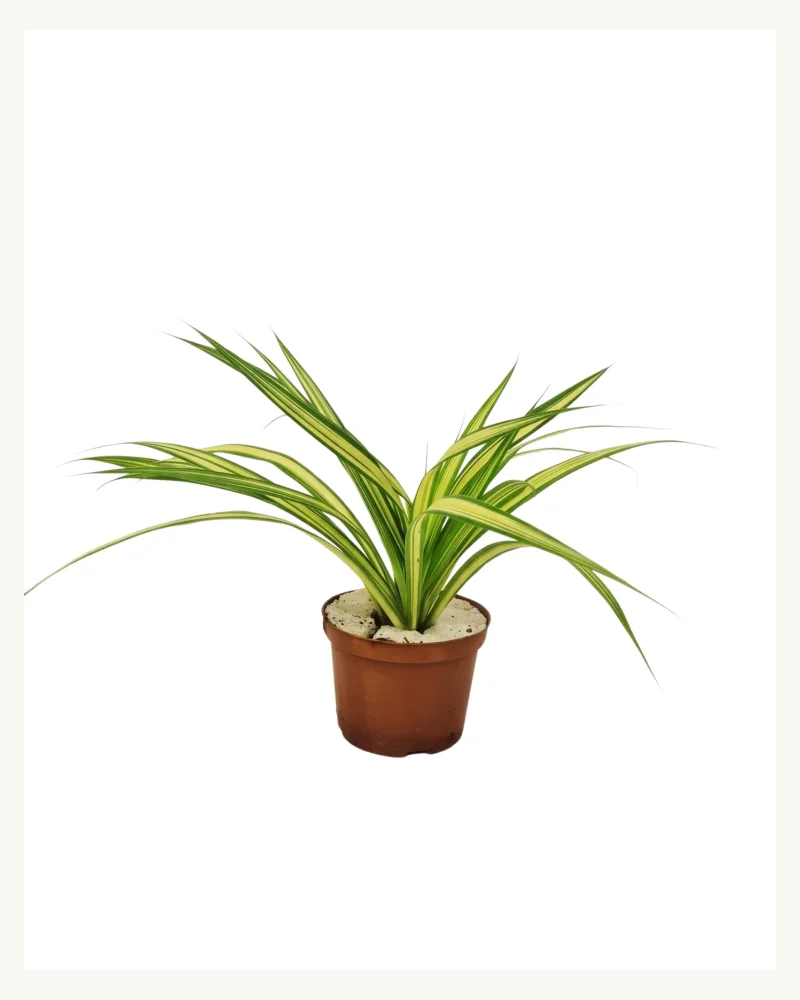 Pandanus Baptistii