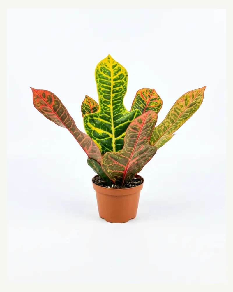 Croton | Petra
