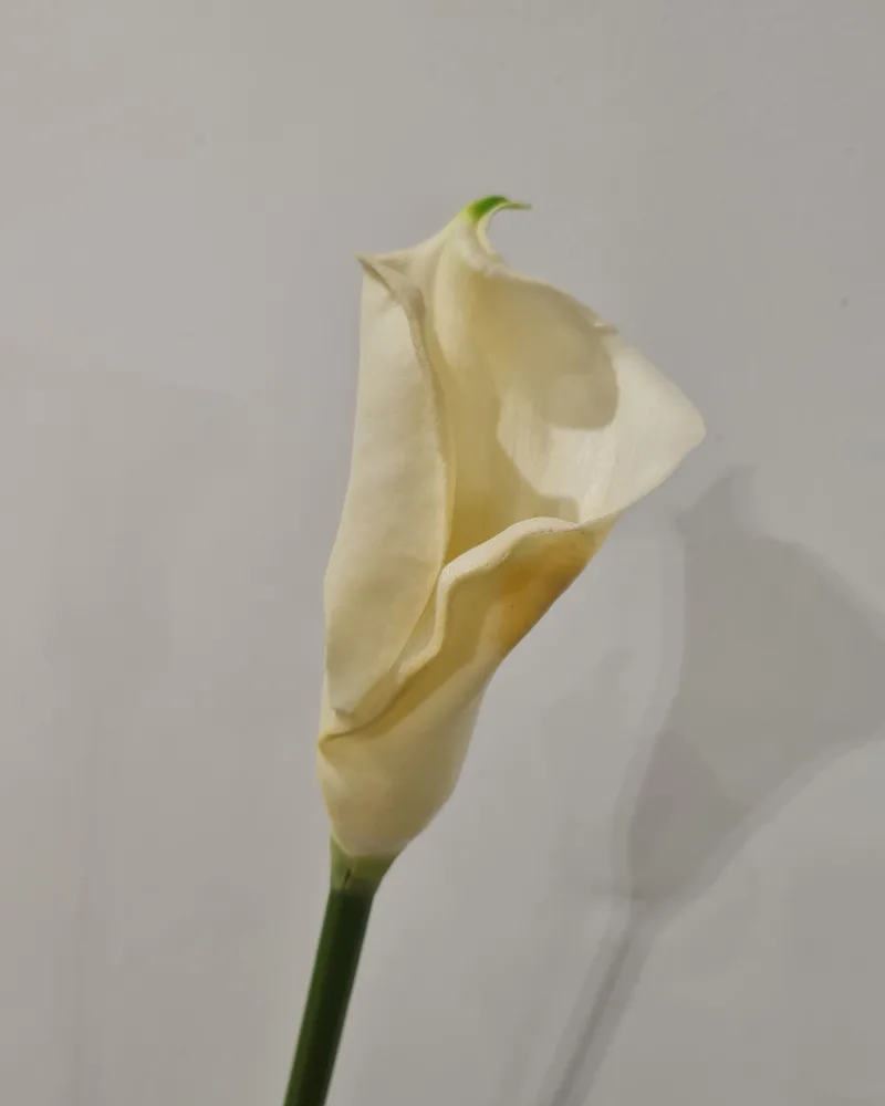 Artificial Flower Calla Dem white #50165