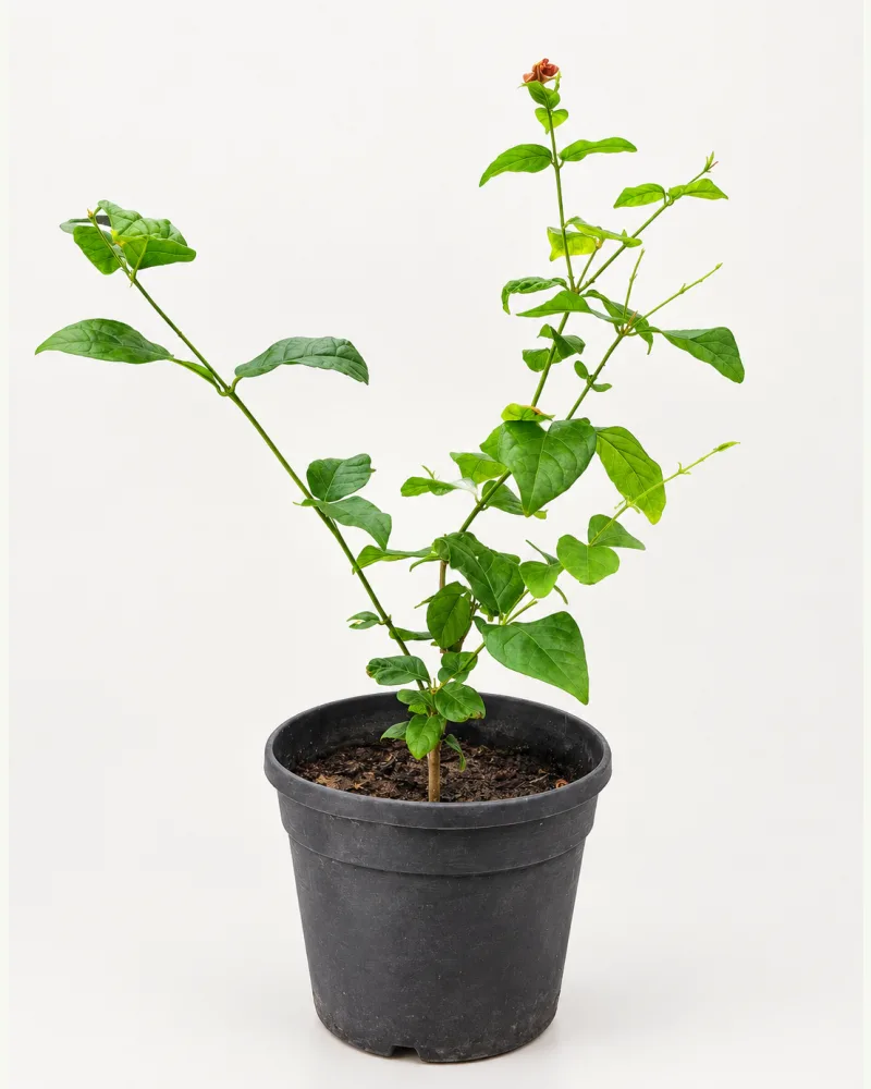 Jasmine Plant