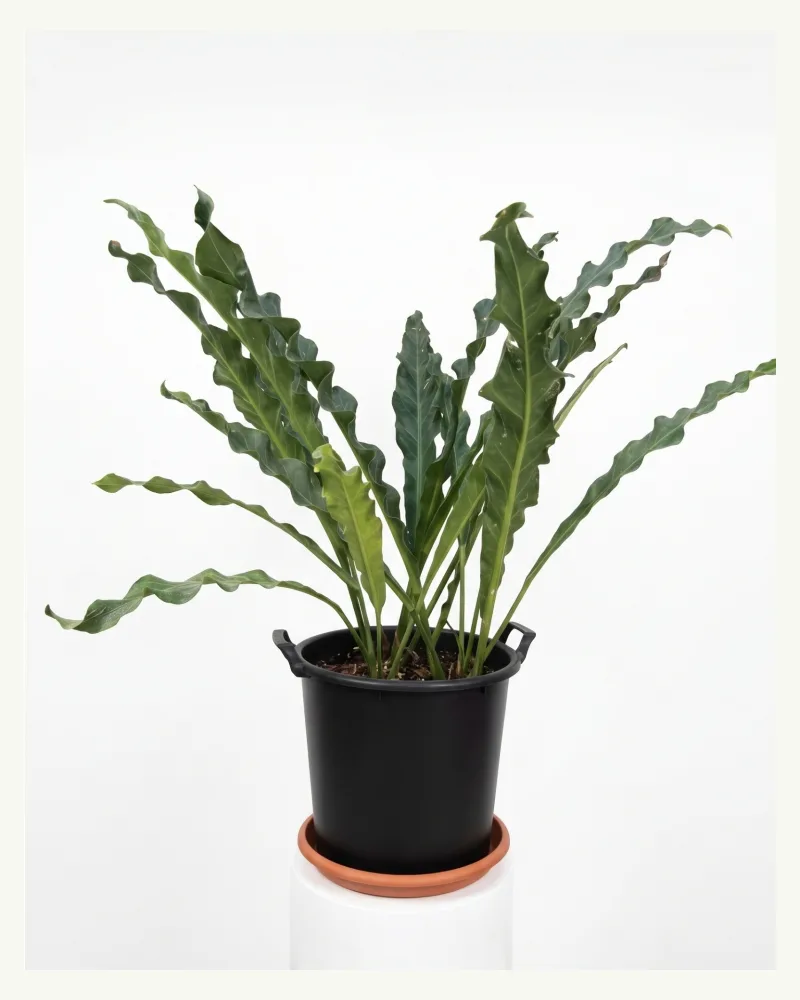 Anthurium Renaissance
