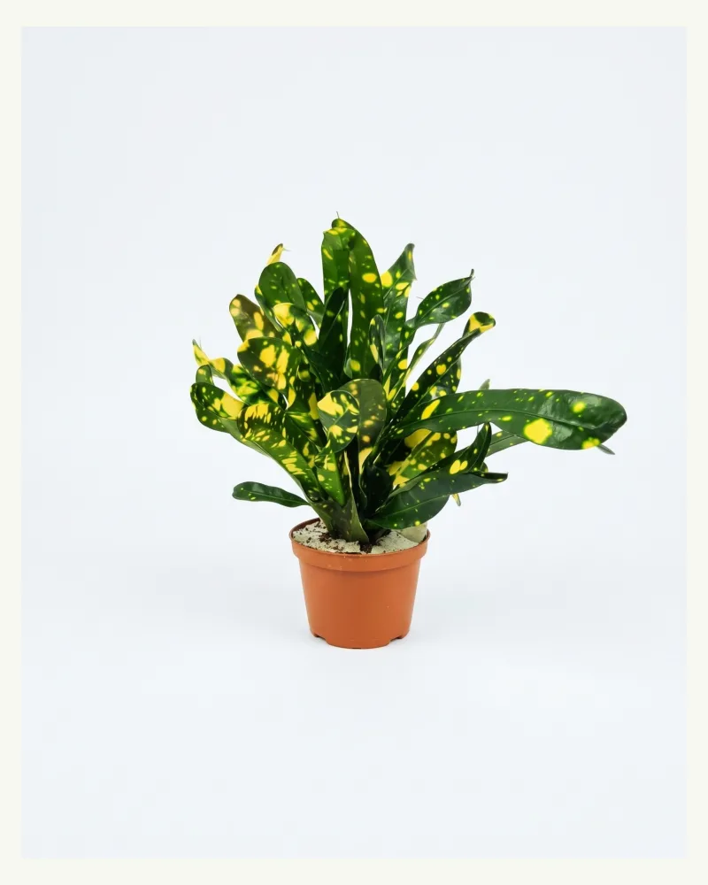 Gold Dust Croton