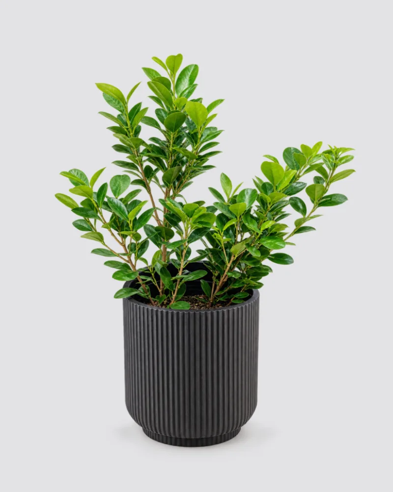 Ficus Panda Plant with Pot