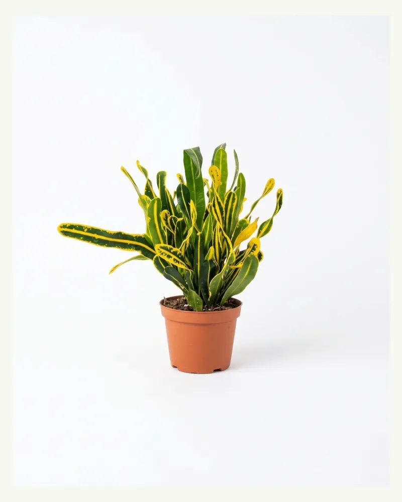 Croton Banana Yellow