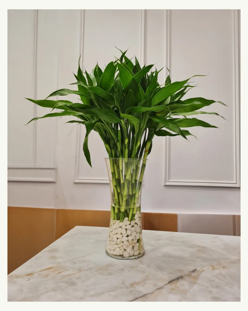 Small Bamboo With Vase And Stone