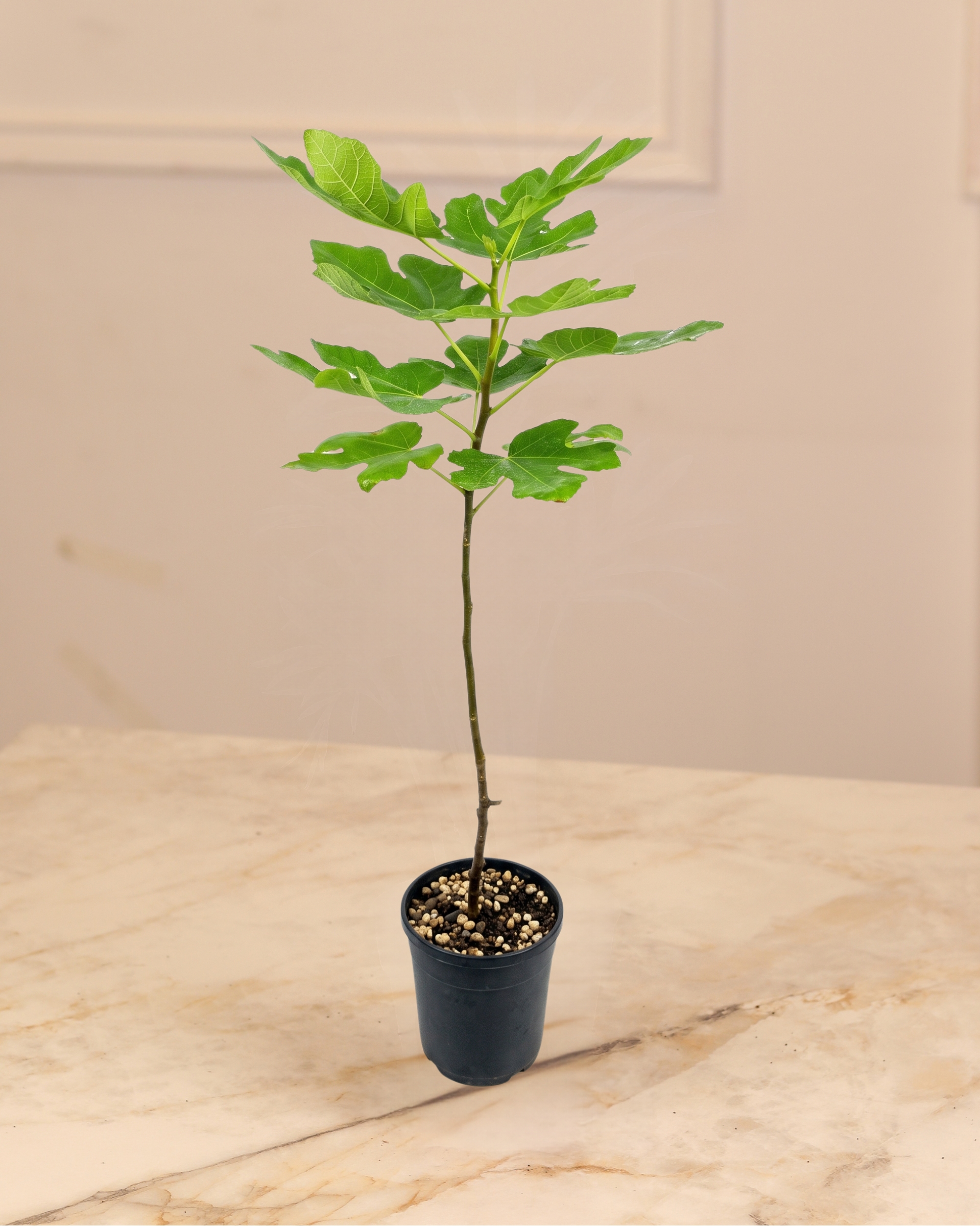 Anjeer Tree