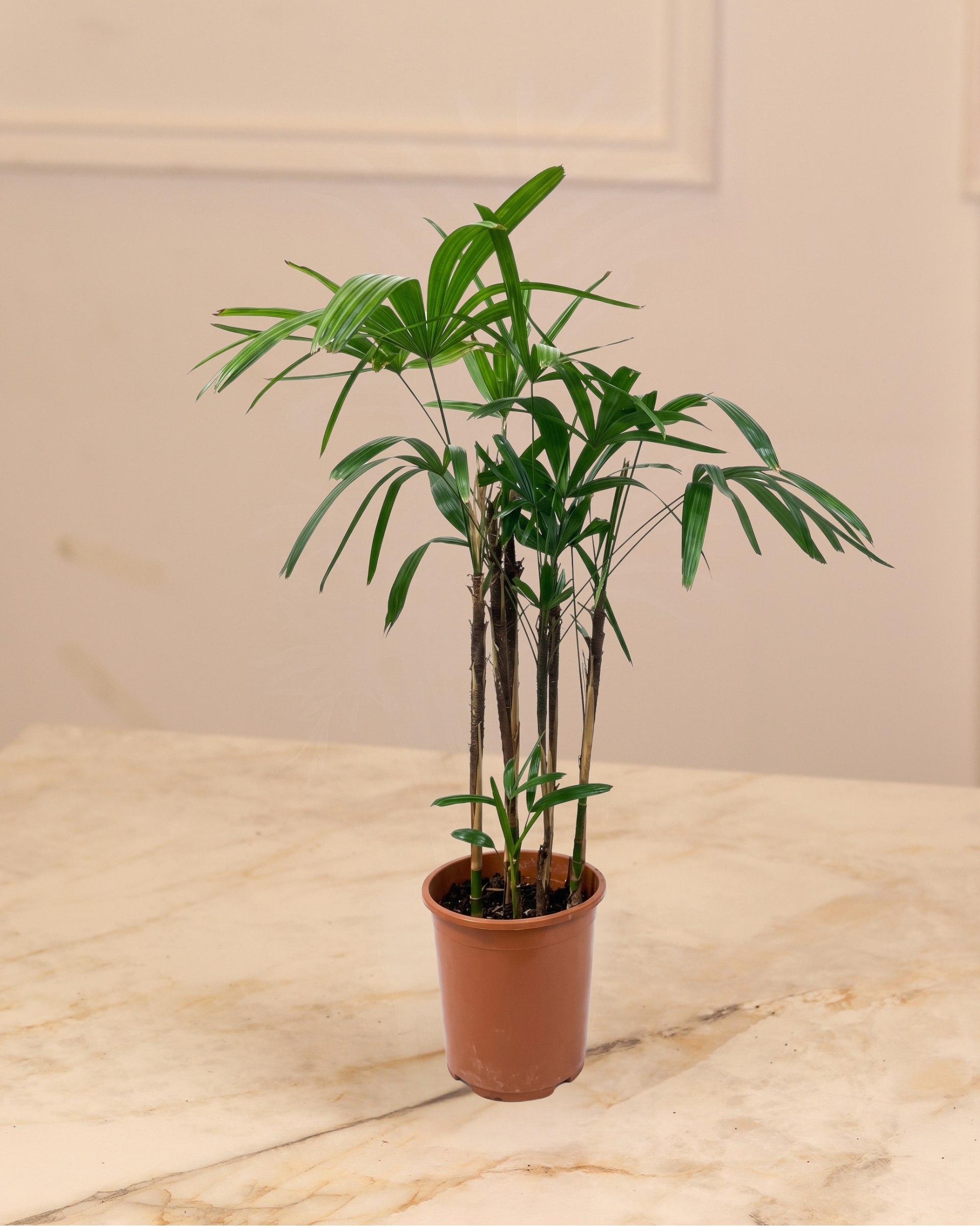 Rhapis Excelsa