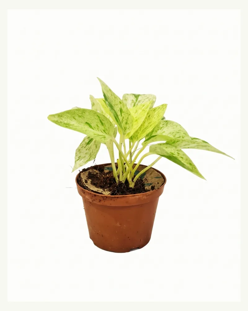 Epipremnum | Marble Queen Pothos