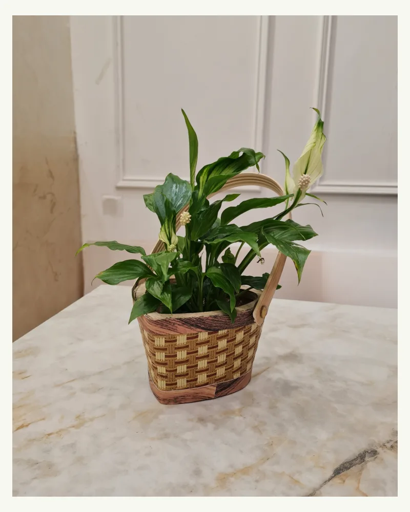 Spathiphyllium Plant With Basket
