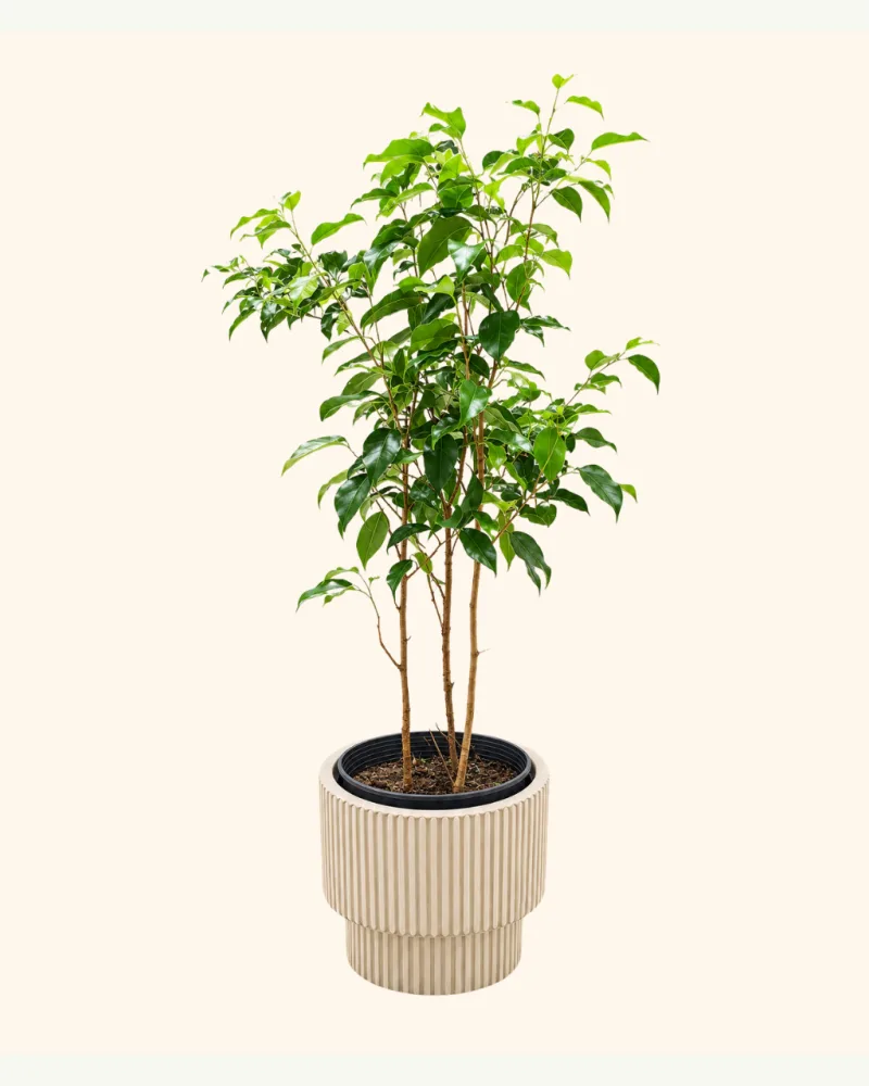 Ficus Microcarpa Plant with Pot