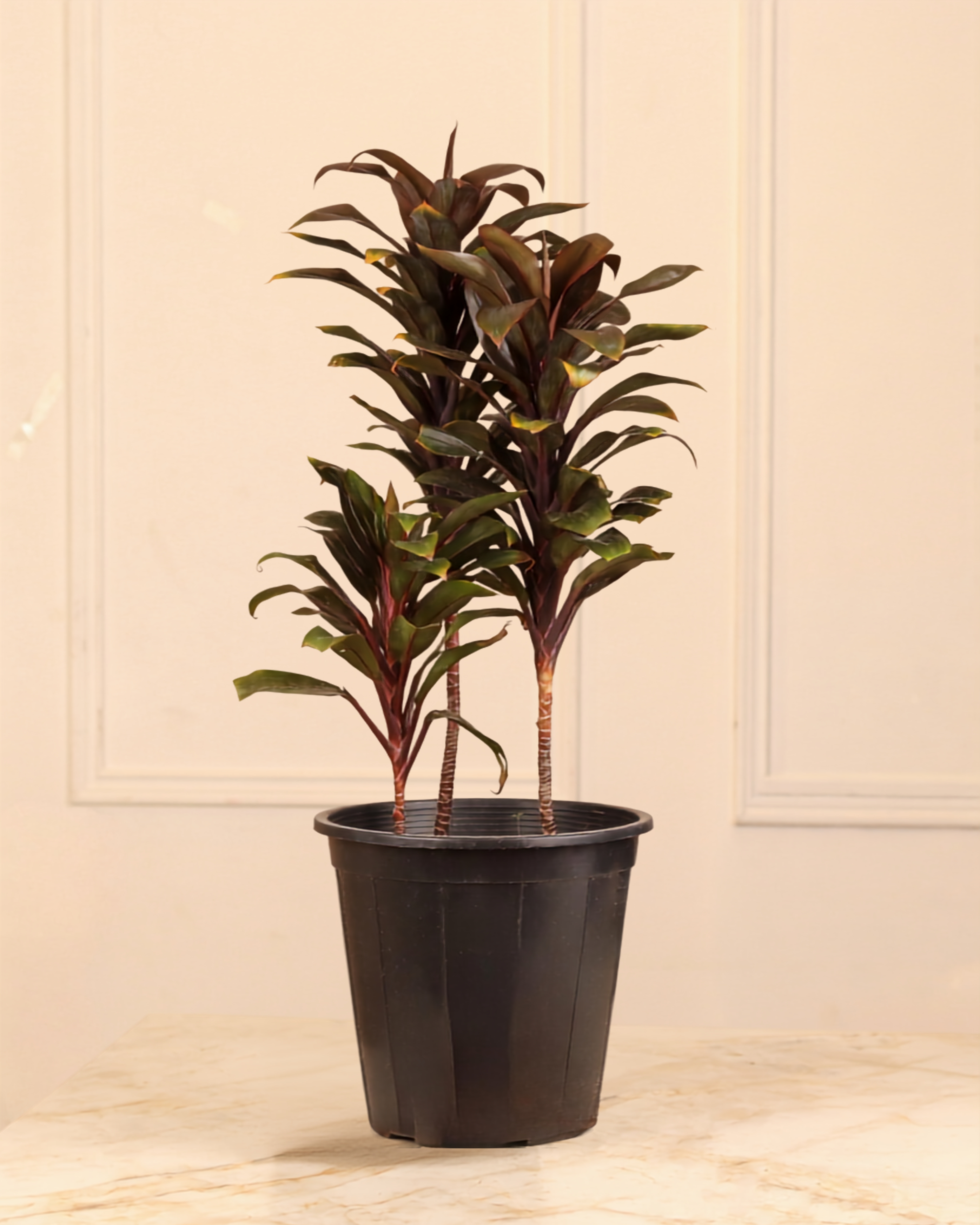 Cordyline Ti Plant